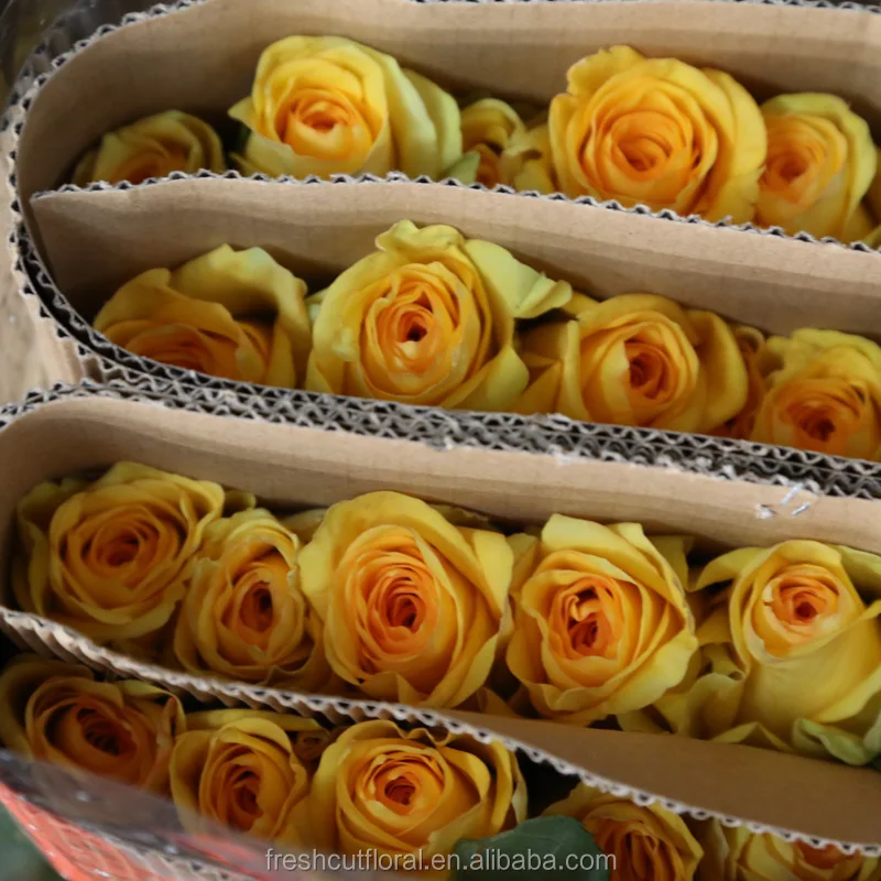 Long Stem Golden Yellow Roses Cut Fresh Cut Rose Flower Cheap On Sale Buy Long Stem Flowers Fresh Cut Flowers Fresh Cut Rose Flower Pictures Fresh Cut Flowers Product On Alibaba Com