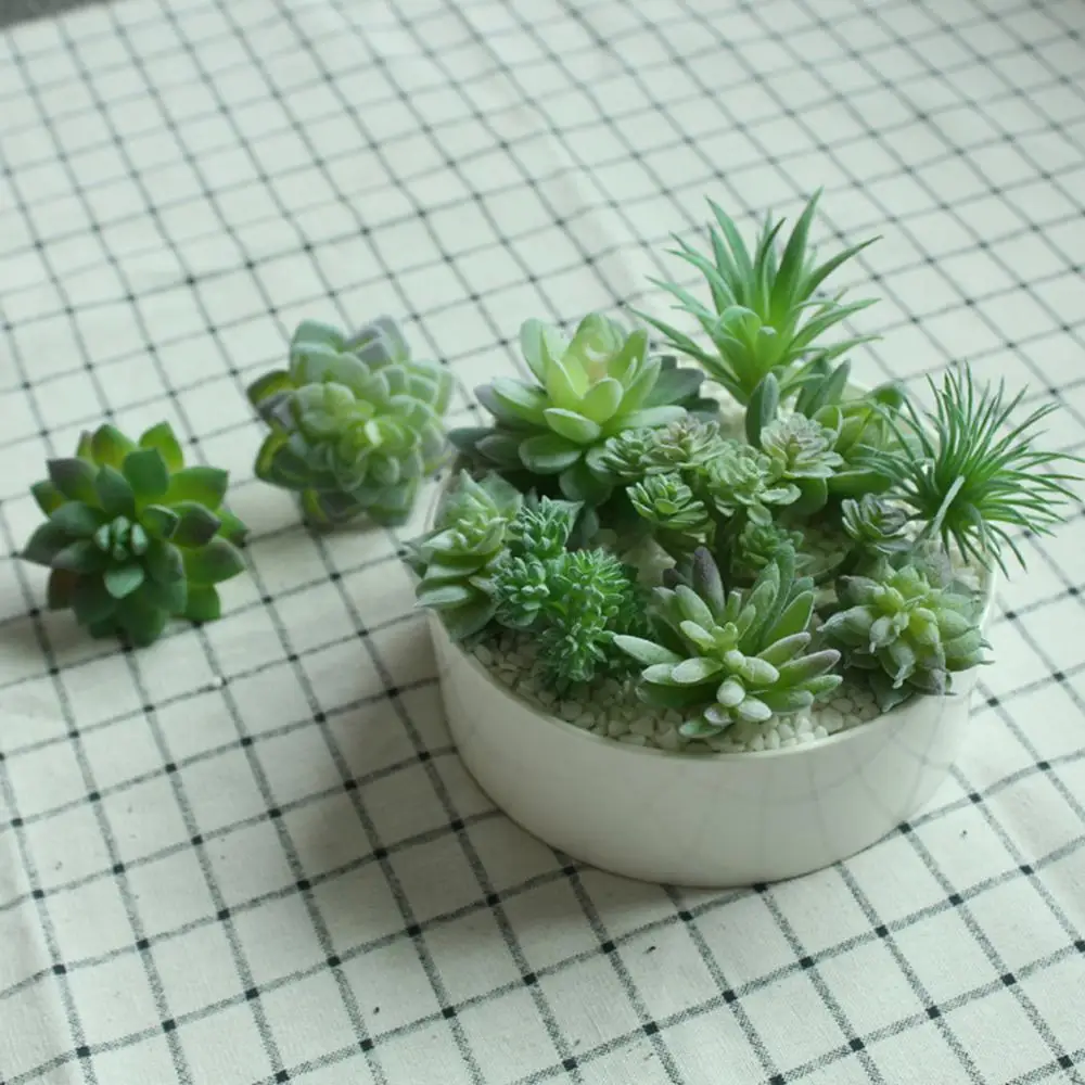 ionantha guatemala air plant Wholesale