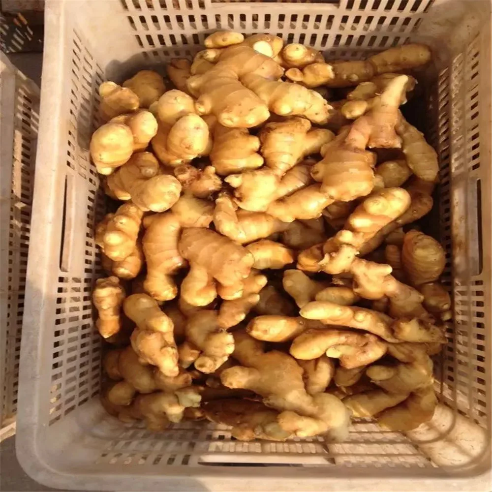 Fresh ginger chinese wholesaler