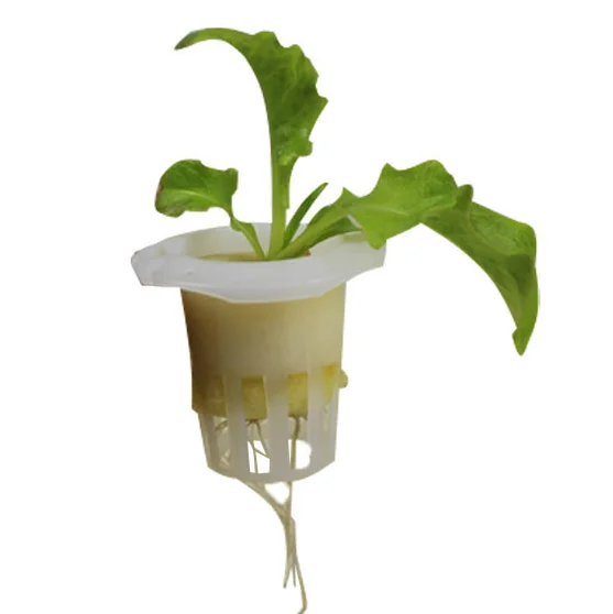 Small Size Hydroponic Square Net Cups Pots For Lettuce Growing Buy Lettuce Growing Net Pot