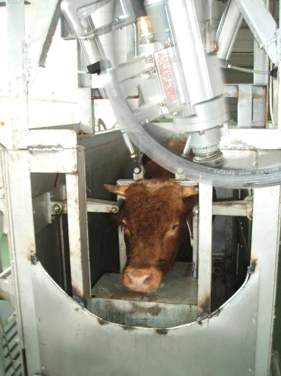 Cattle pneumatic shock gun striker for cattle slaughtering equipment
