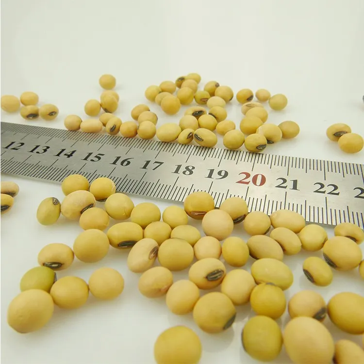 Soya Bean Seed High Protein Non Gmo Soybeans In Bulk Buy High Protein