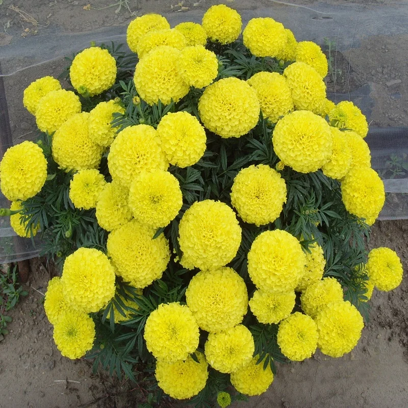 Hybrid F1 Marigold Seeds For Growing
