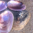Good quality raw pink shell stock in best price