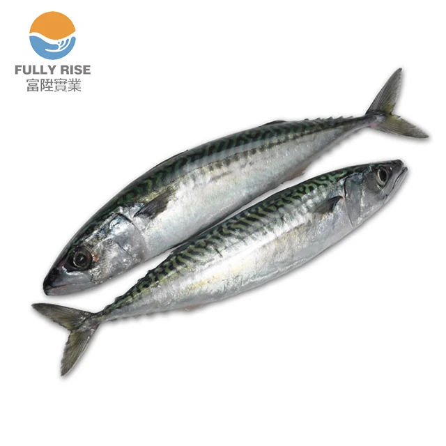 Harga Murah Grosir Ikan Makerel Pasifik Beku Makanan Laut Buy Beku Mackerel Pacific Ikan Harga Ikan Tenggiri Seafood Beku Grosir Product On Alibaba Com