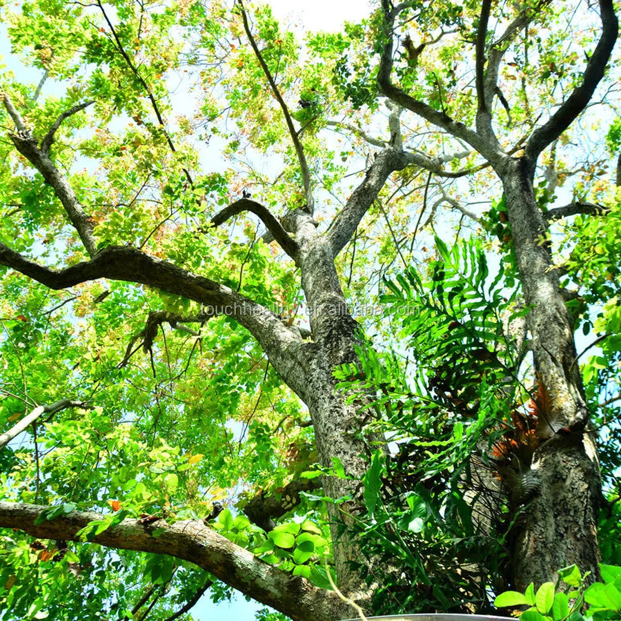 21 Touchhealthy Supply Red Sandalwood Seeds For Planting Buy Red Sandalwood Seeds Seeds Seeds For Planting Product On Alibaba Com