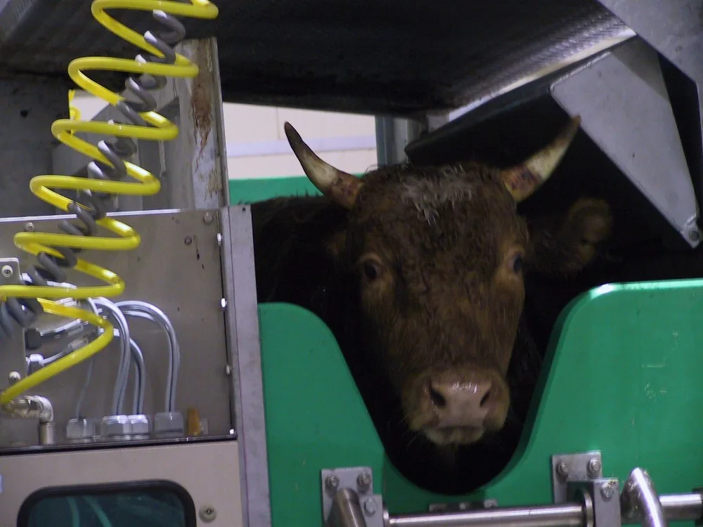 Cow slaughterhouse production line large animal slaughterhouse slaughtering equipment