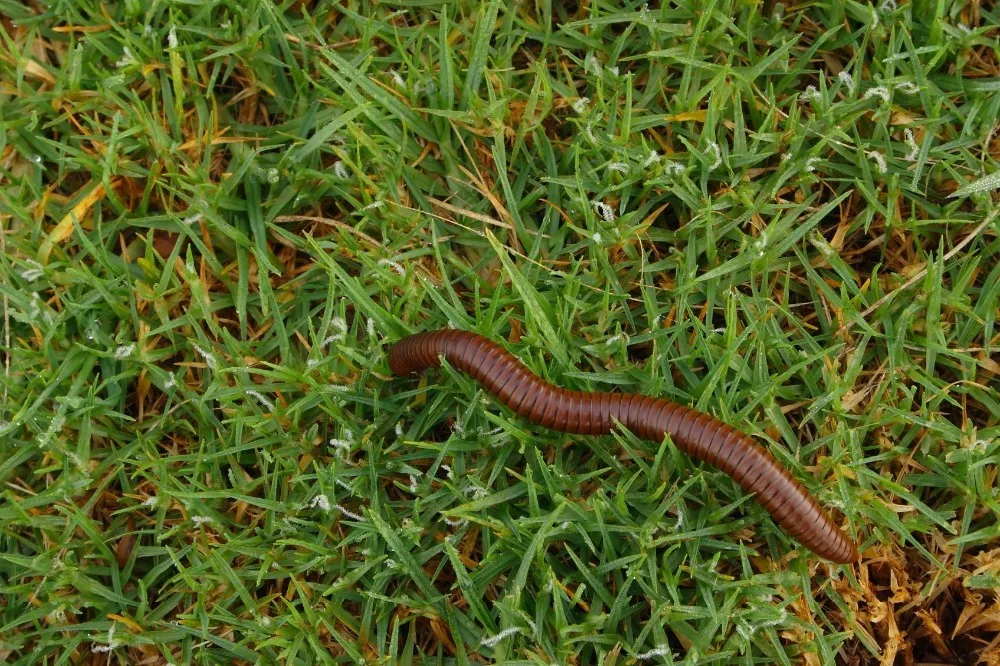 Гранулы из семян чая, гранулированная еда из семян чайного чая, управление дождевиком