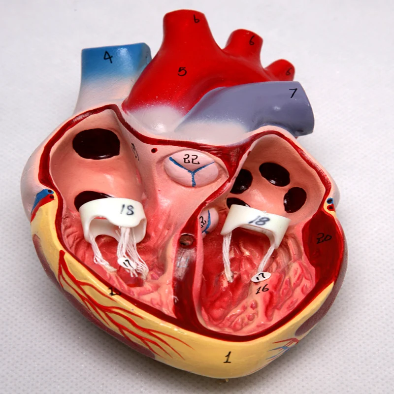 Anatomical Biological Teaching Aids Plastic Heart Model - Buy Heart ...