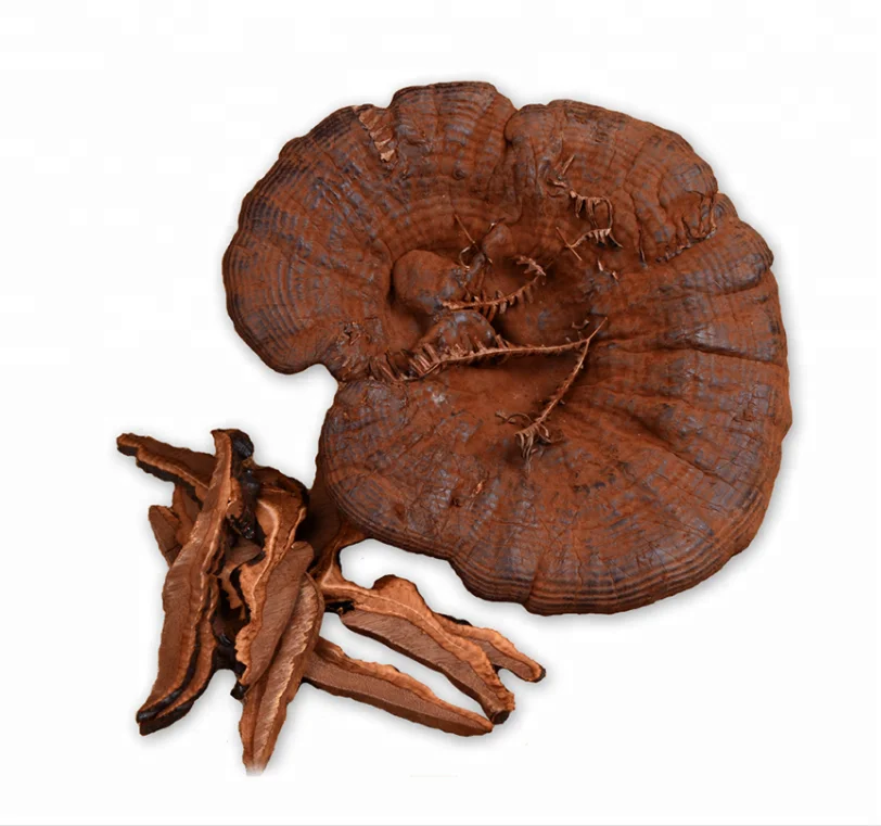 High Quality Raw Wholesale Dried Ganoderma Lucidum REIZHI Mushrooms Body