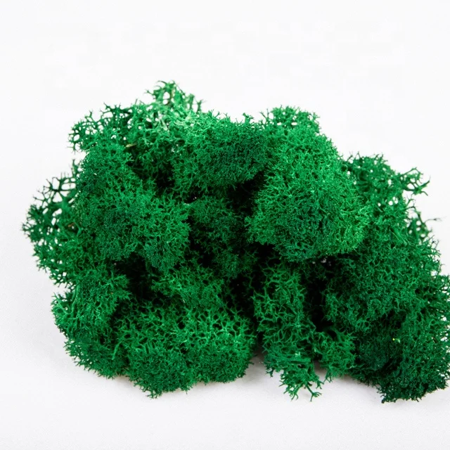 500g Per Box Custom Design Green Indoor Decorative Moss Wall for Coffee  Shop - China Moss and Preserved Moss price