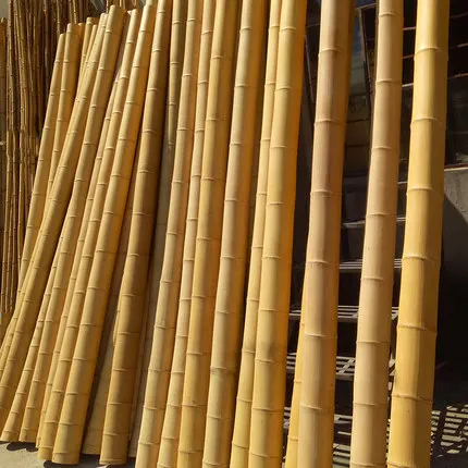 bambus onkel Bambus 'Aureosulcata Spectabilis' - Phyllostachys aureosulcata spectabilis