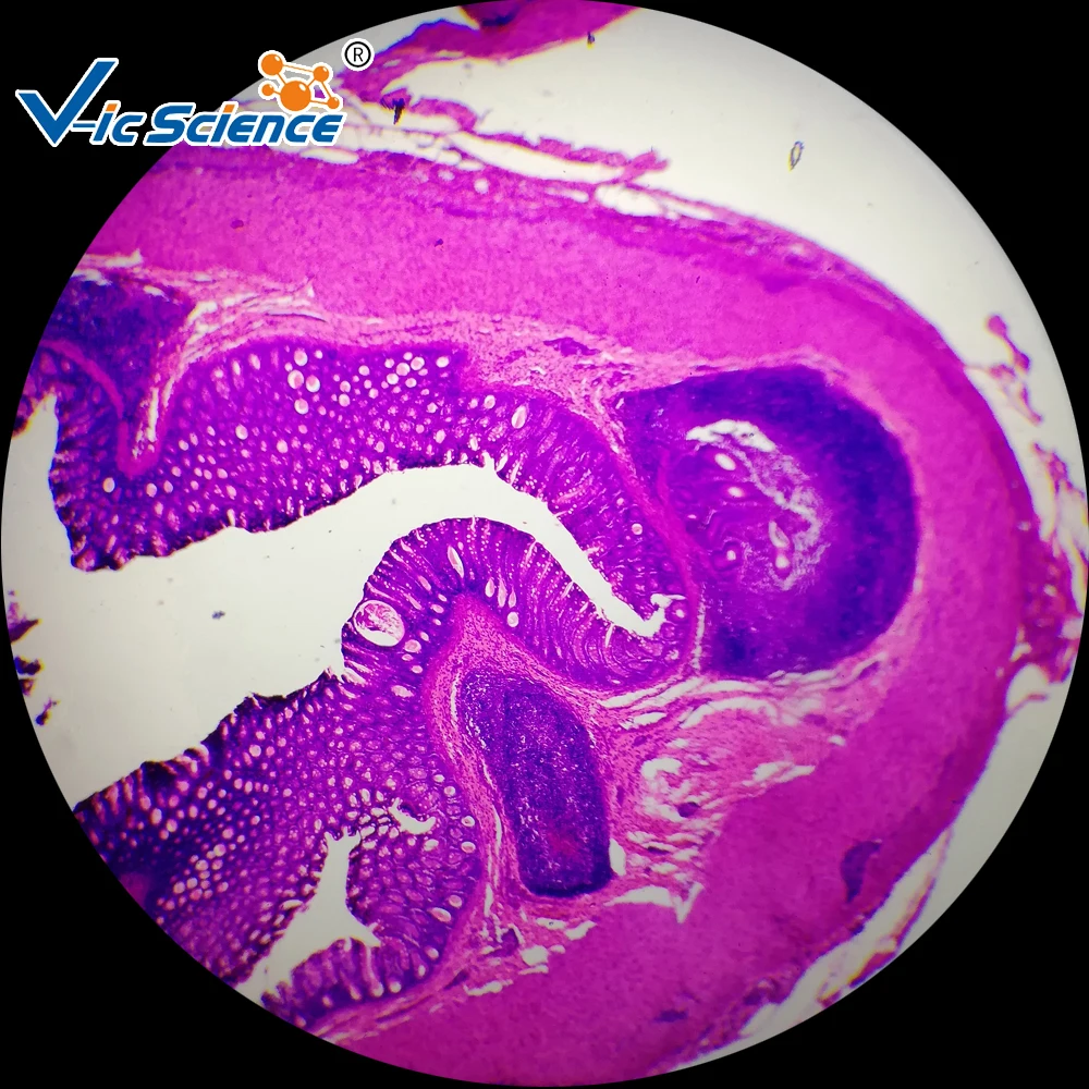 micro diapositive di istologia/micro scivolo del tessuto/microscopio  diapositive 7101