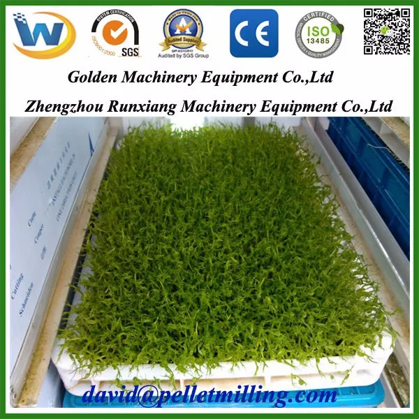 Grass Growing Machine / Green Fodder Making Barley Breeding Room on Sale