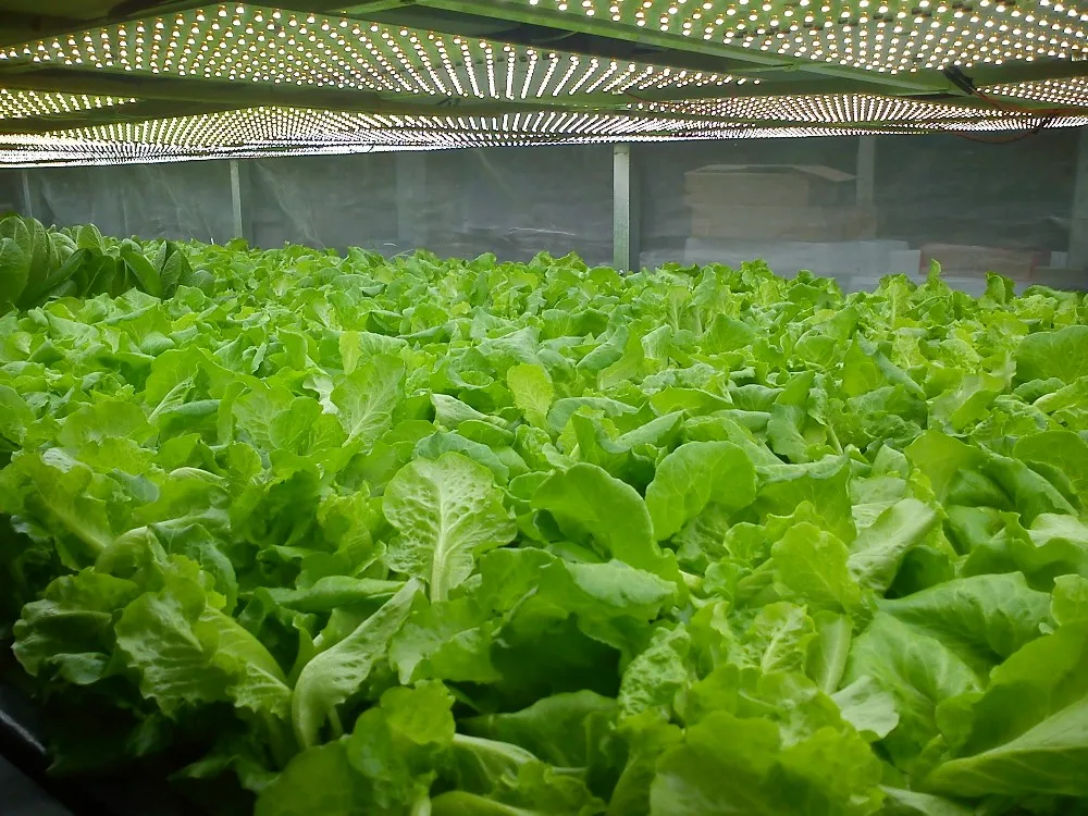CXA3590 Size 84W Plant Growth Light LED COB Chip High PPFD 36-39V