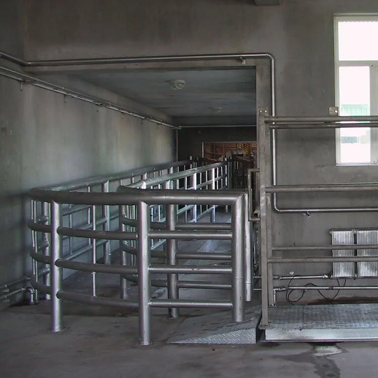 Cow slaughterhouse with meat processing and boning machines