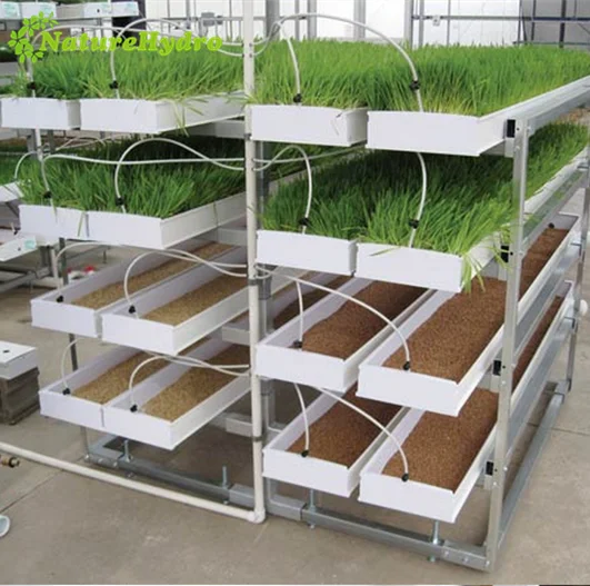 Hydroponic Forage Growing Tray System Barley Grass Indoor Farming