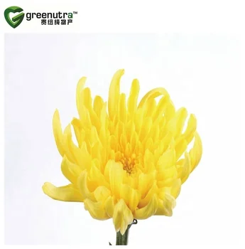GMP factory Chrysanthemum indicum extract