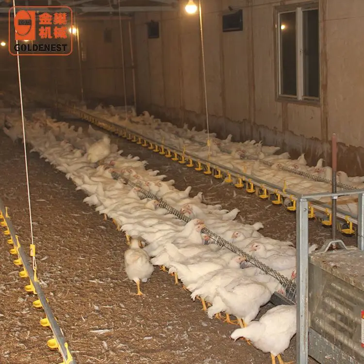 Высококачественное оборудование для птицеводства автоматическая кормушка бройлеров и