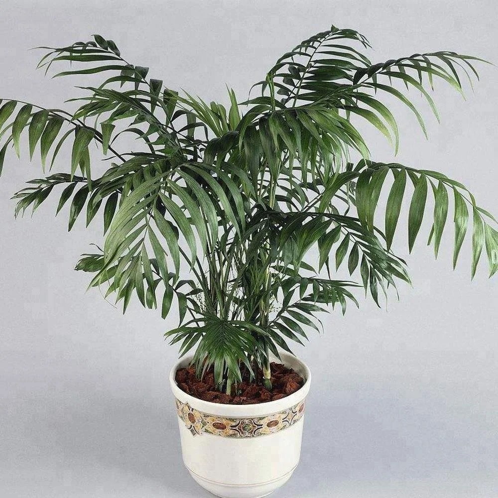 21 Chamaedorea Elegans Seeds Parlor Palm Seeds For Afforestation Tree Buy Chamaedorea Elegans Seeds Parlor Palm Seeds Afforestation Tree Seeds Product On Alibaba Com