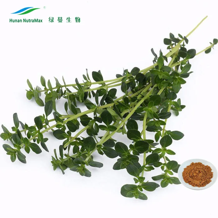 Cgmp Certified Thyme Leaf Extract Powder 5 1 10 1 1 Buy Thyme Leaf Extract Thyme Leaf Extract Powder Thyme Leaf Extract Powder 5 1 Product On Alibaba Com