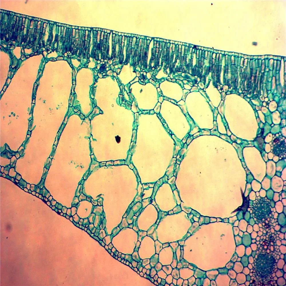 Lâminas Meiose microscópio Lâminas Preparadas Botânica Preparados BIOLOGIA  CELULAR E GENÉTICA NA VENDA, image size:1000x1000