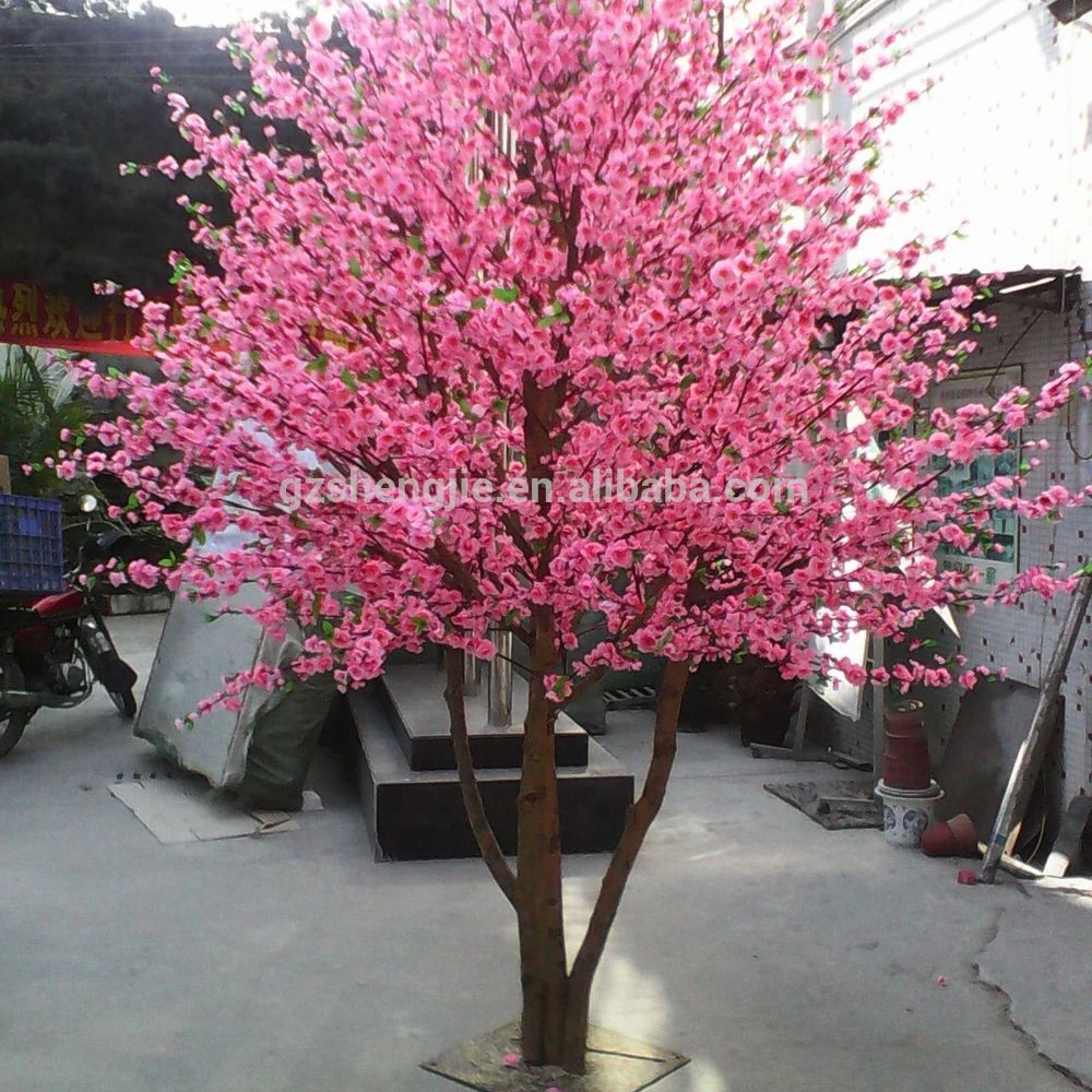 Сакура живая купить. Дерево вишня розовоцветущая. Декоративная яблоня Сакура. Китайская яблоня и Сакура. Китайская вишня блоссом.