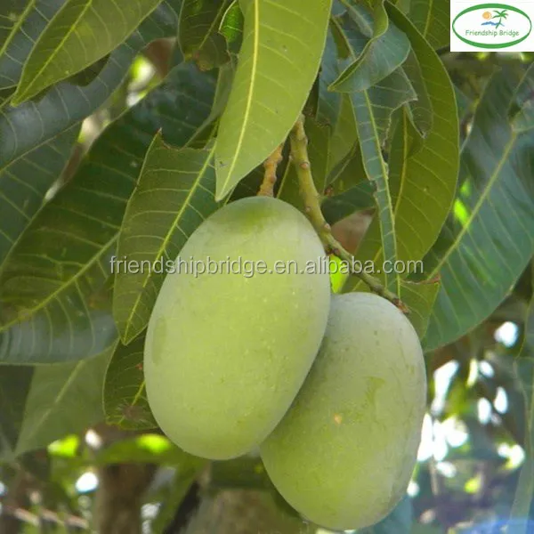 天然植物マンゴーの木 Buy 販売マンゴーの木 マンゴーの木のための販売 マンゴーの木苗 Product On Alibaba Com