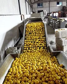 Lemon Fruit Size Weight Grading Sorting Machine Sorter