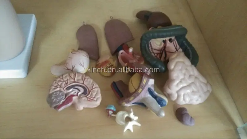 Туловище унисекс 55 см 20 частей модель человеческого тела