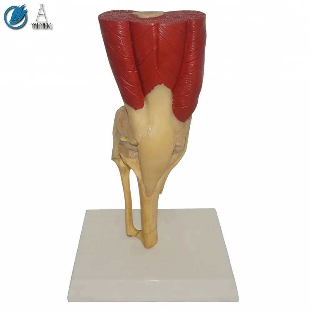 Knee Bone Joint Anatomical Model GPI