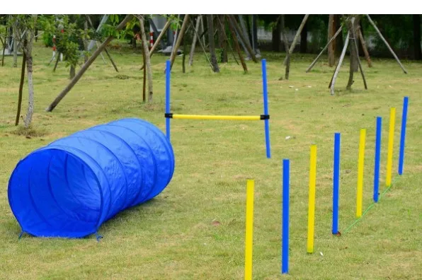 dog activity equipment