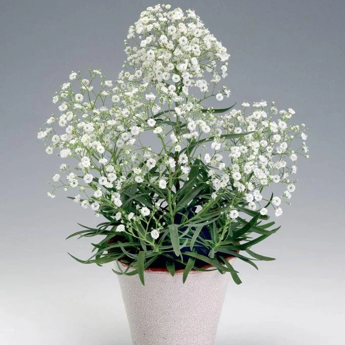 The Landscape Tree Baby S Breath Seedling Buy Baby S Breath Landscape Tree Seedling Landscape Tree Seedling Nursery Product On Alibaba Com