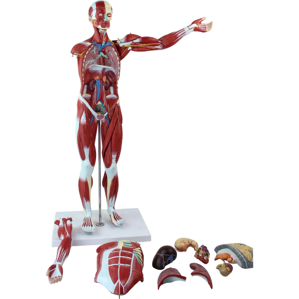 Муляж человека. Анатомическая модель человека. Макет мышц человека. Муляжи мышцы человека.