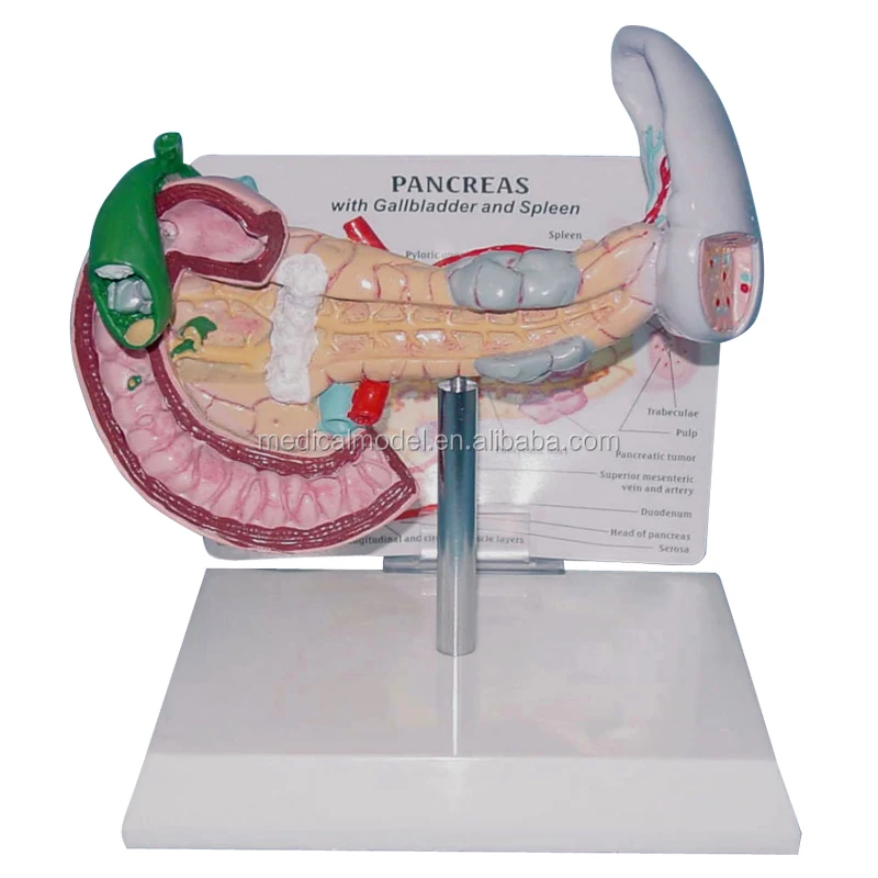spleen and pancreas
