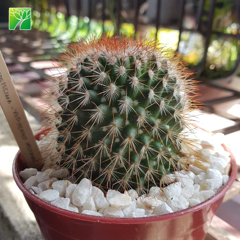 春の花の季節の装飾サボテン生きている植物とげのあるピンクッションサボテンmammillariaspinosissima Buy 装飾サボテン サボテンライブプラント Mammillaria Spinosissima Product On Alibaba Com