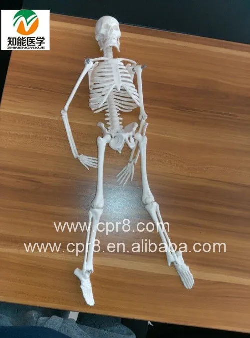 PVC Material Real Designed Medical Anatomy Skeleton Model