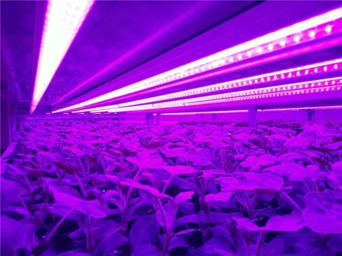CXA3590 Size 84W Plant Growth Light LED COB Chip High PPFD 36-39V