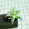 DR068 verde