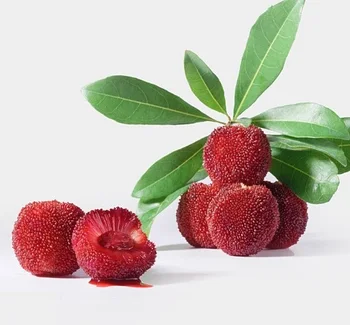 yangmei fresh iqf bayberry frozen waxberry for juice topping jam