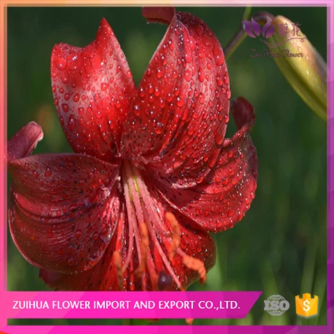 Lirios Orientales Tipos De Flores De Yunnan China - Buy Tipos De Flores  Product on 