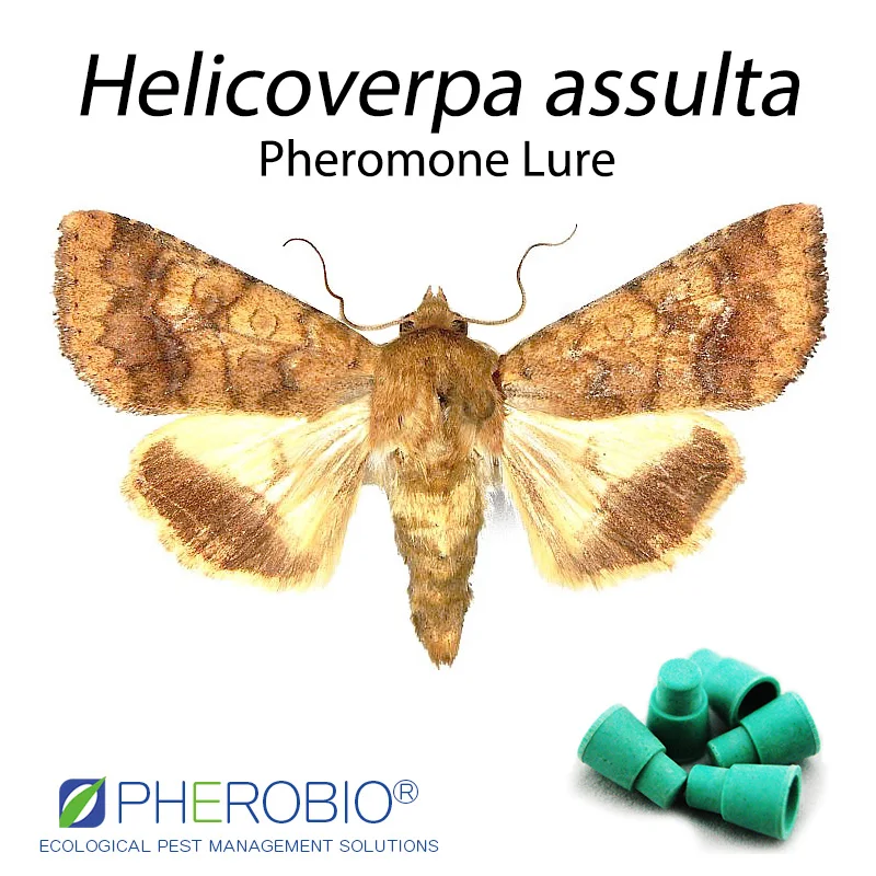 Табака червь вредили assulta феромон приманка