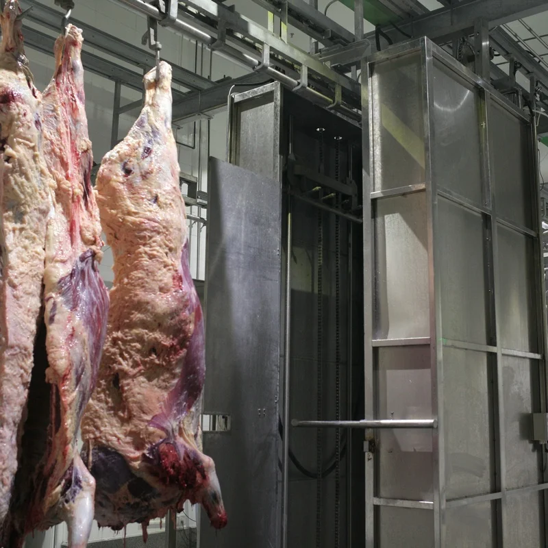 Cow slaughterhouse with meat processing and boning machines