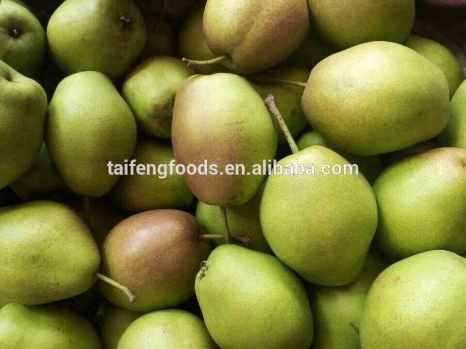 Груша сорт детская. Яблоки и груши. Яблоко семечковое. Из 180 яблок 240 груш. С 4 яблонь сняло 260 килограмм яблок с 1 32 яблок со 2 в 2 раза больше.