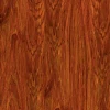 Quercia dorata