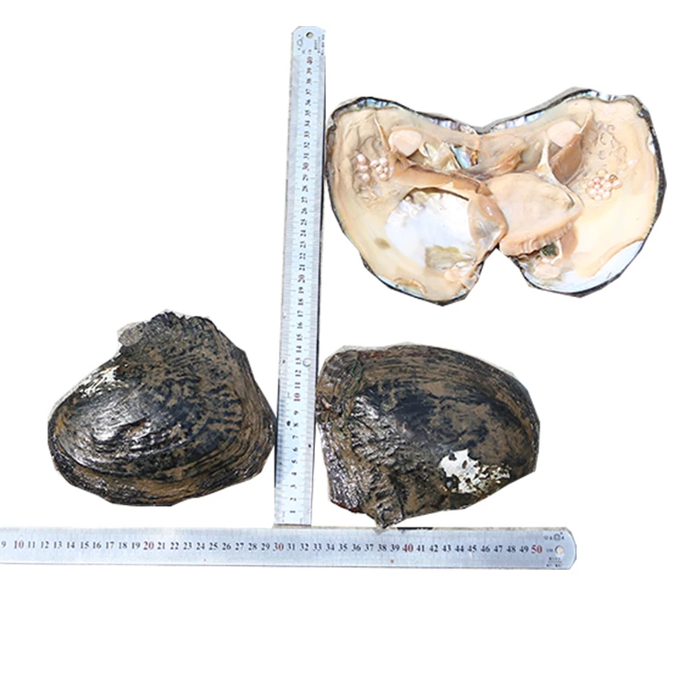 Wholesale Multi-color Pearl Freshwater Oyster With Pearl