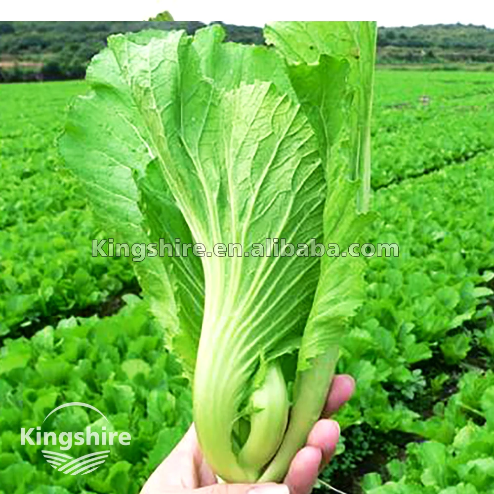 キングシャーシュイドンスウィートチャイニーズマスタードグリーン Buy 街はチョイ Jei カイ アジア野菜種子 Product On Alibaba Com