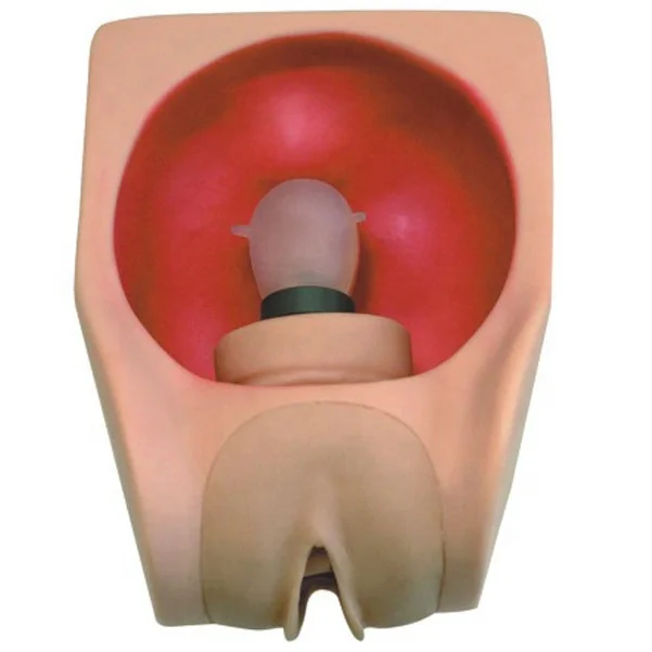 Advanced Female Contraceptive Practice Model Manikin  in Gynecology Teaching