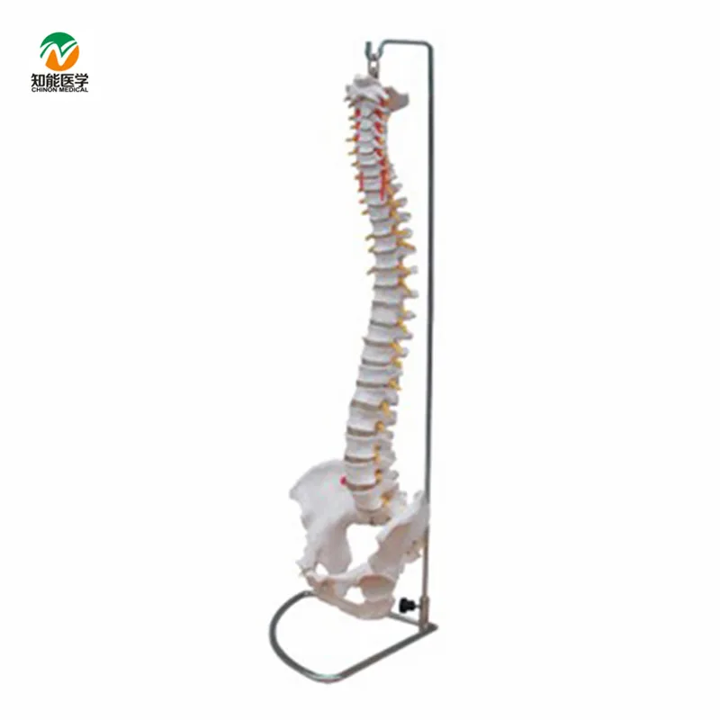 
Медицинская анатомическая модель человеческого позвоночника естественного размера 