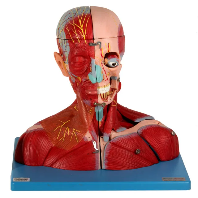 GD/A18212 Head and Neck with Vessels,Nerves and Brain(Medical Model,Anatomical Model)